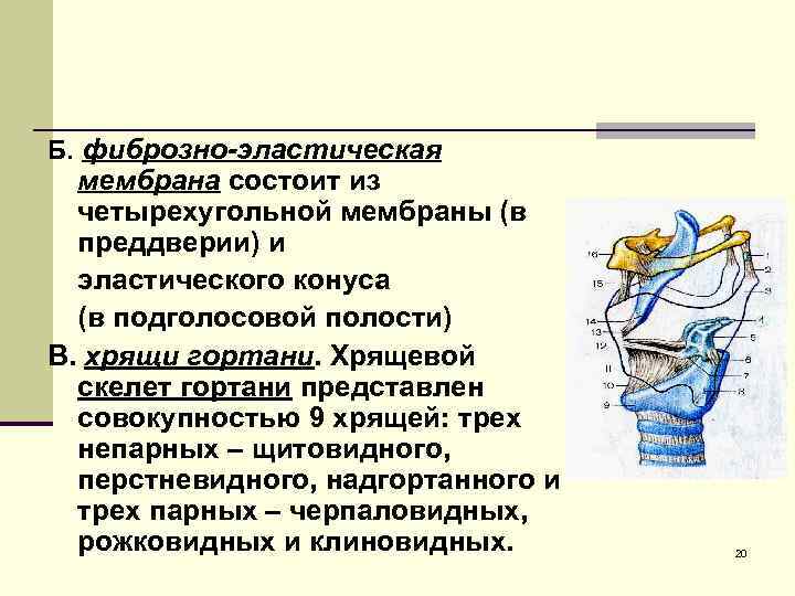 Б. фиброзно-эластическая  мембрана состоит из  четырехугольной мембраны (в  преддверии) и 