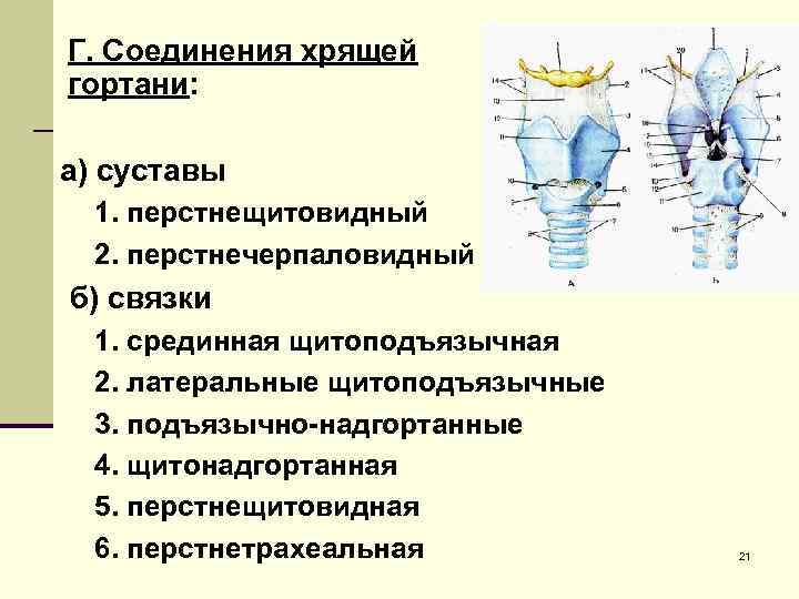 Г. Соединения хрящей гортани:  а) суставы  1. перстнещитовидный  2. перстнечерпаловидный б)