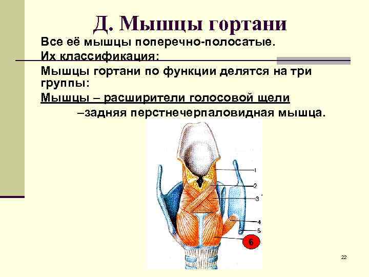 Мышцы горла. Три функции внутренних мышц гортани. Перстнещитовидная мышца гортани. Мышцы гортани по функции делятся на. Мышцы гортани начало прикрепление функция.