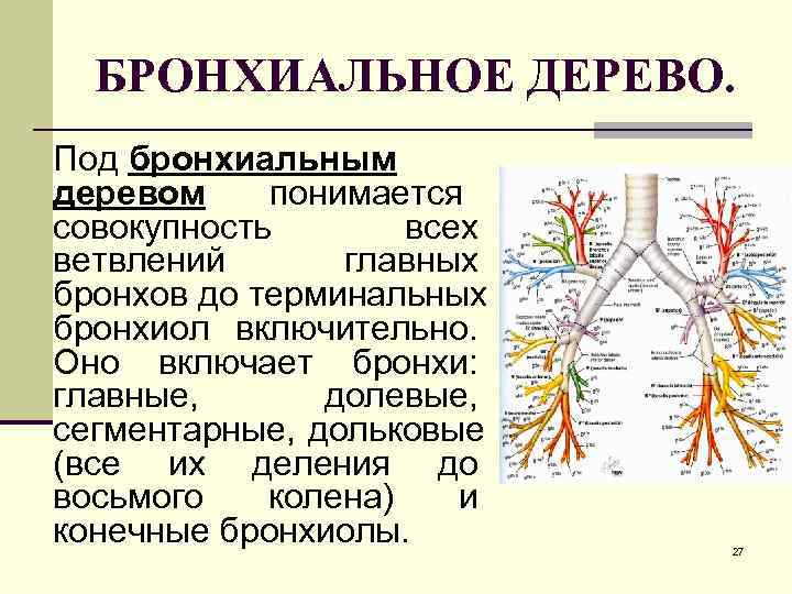 Содержит бронхи и бронхиолы. Ветвление бронхов бронхиальное дерево. Ветвление бронхиального дерева анатомия. Трахеолы бронхиальные трубочки бронхиолы. Строение бронхиального дерева анатомия.