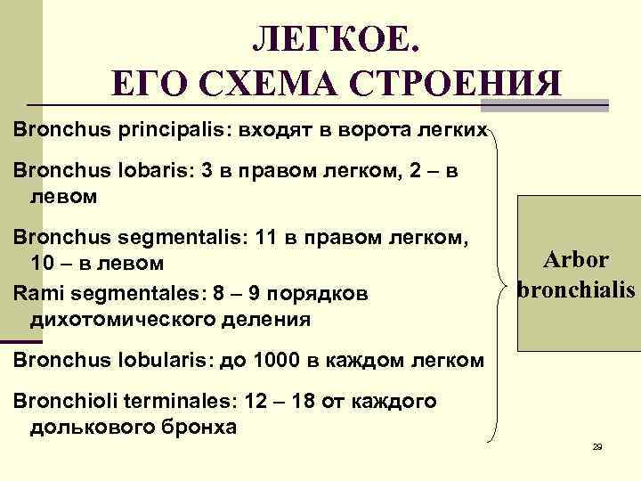     ЛЕГКОЕ.  ЕГО СХЕМА СТРОЕНИЯ Bronchus principalis: входят в ворота