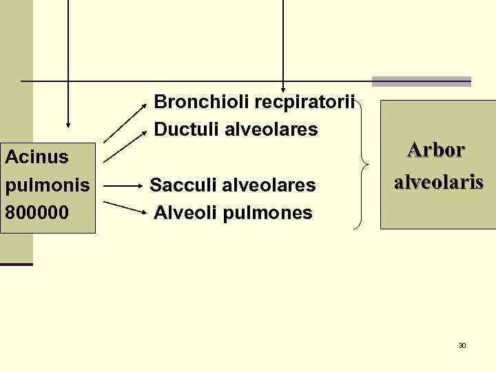   Bronchioli recpiratorii  Ductuli alveolares Acinus      Arbor