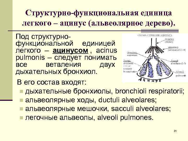  Структурно-функциональная единица легкого – ацинус (альвеолярное дерево). Под структурно- функциональной единицей легкого –