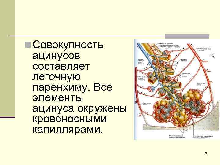 Схема строения ацинуса легкого