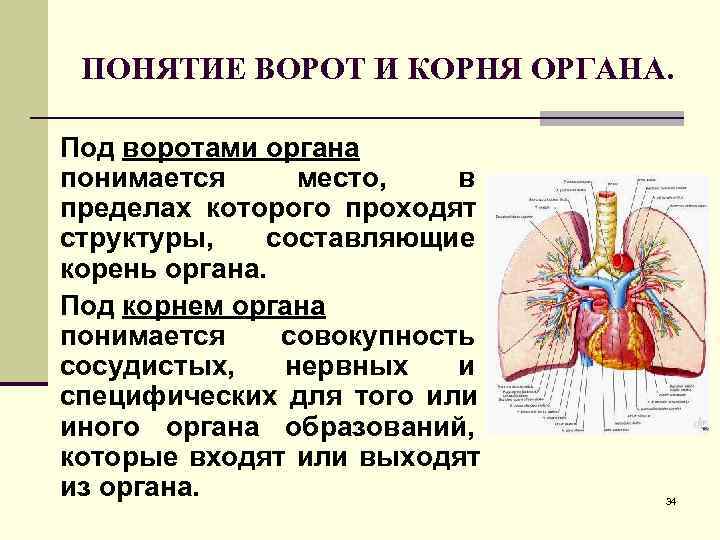  ПОНЯТИЕ ВОРОТ И КОРНЯ ОРГАНА.  Под воротами органа понимается место, в пределах