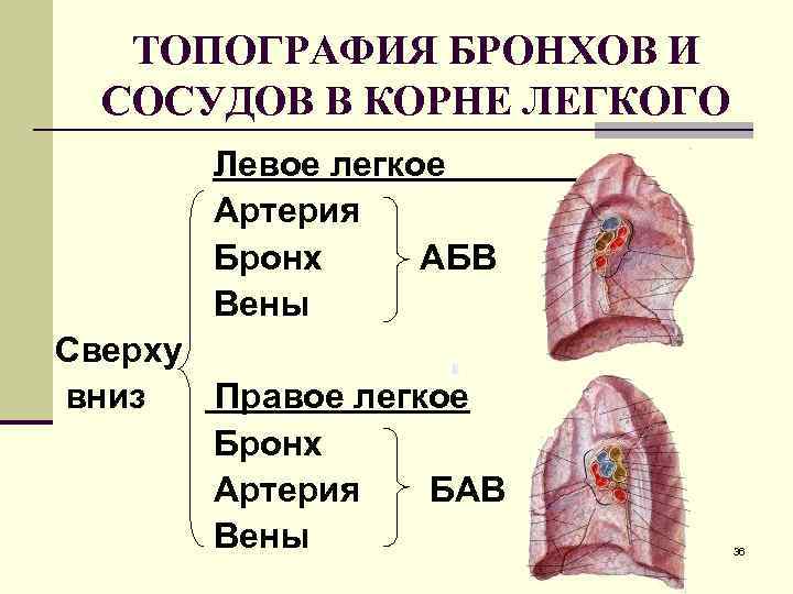 Элементы корня легкого. Корень левого легкого анатомия. Топография ворот легкого. Легкие анатомия корень легкого.