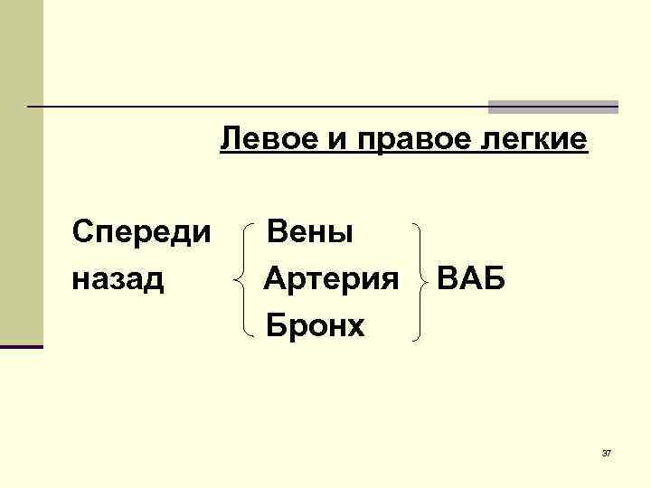    Левое и правое легкие Спереди Вены назад  Артерия  ВАБ