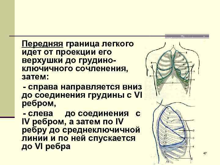Передняя граница легкого идет от проекции его верхушки до грудино- ключичного сочленения, затем: 
