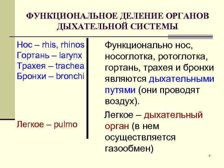  ФУНКЦИОНАЛЬНОЕ ДЕЛЕНИЕ ОРГАНОВ  ДЫХАТЕЛЬНОЙ СИСТЕМЫ Нос – rhis, rhinos  Функционально нос,
