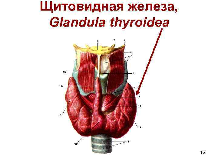 Щитовидная железа, Glandula thyroidea 16 