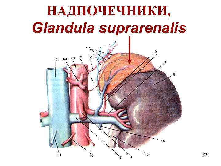 НАДПОЧЕЧНИКИ, Glandula suprarenalis 26 