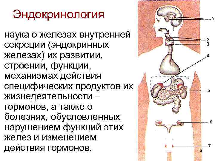Эндокринология наука о железах внутренней секреции (эндокринных железах) их развитии, строении, функции, механизмах действия