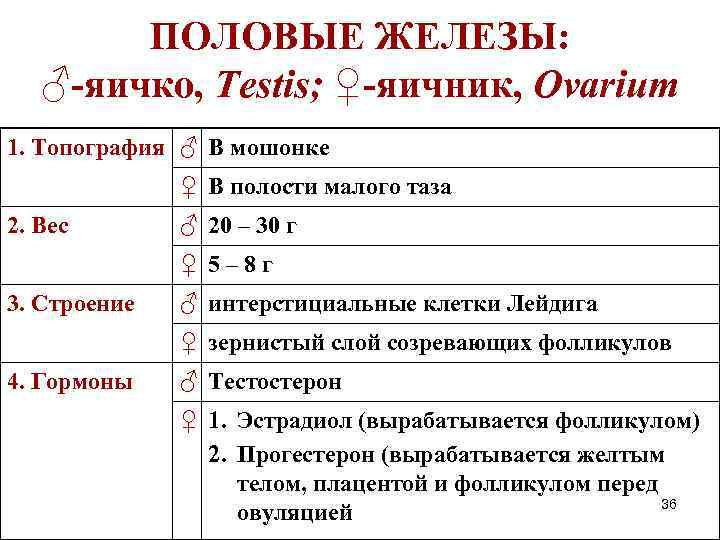 ПОЛОВЫЕ ЖЕЛЕЗЫ: ♂-яичко, Testis; ♀-яичник, Ovarium 1. Топография ♂ В мошонке ♀ В полости