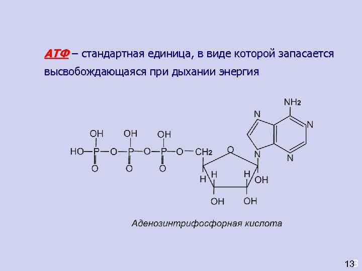 АТФ – стандартная единица, в виде которой запасается высвобождающаяся при дыхании энергия  