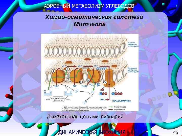 АЭРОБНЫЙ МЕТАБОЛИЗМ УГЛЕВОДОВ Химио-осмотическая гипотеза   Митчелла Дыхательная цепь митохондрий  ДИНАМИЧЕСКАЯ БИОХИМИЯ
