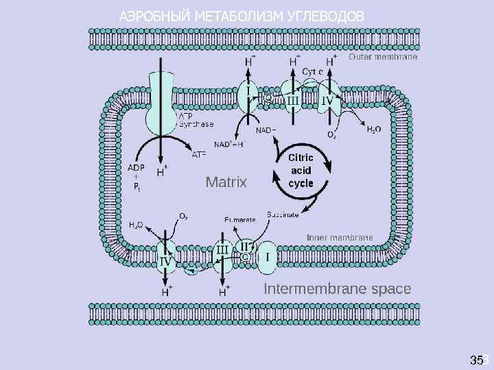 АЭРОБНЫЙ МЕТАБОЛИЗМ УГЛЕВОДОВ       353 