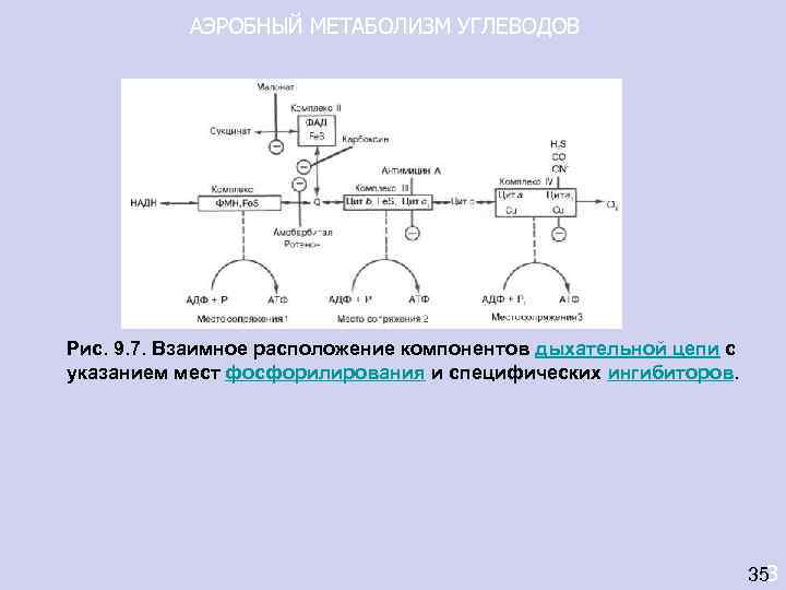   АЭРОБНЫЙ МЕТАБОЛИЗМ УГЛЕВОДОВ Рис. 9. 7. Взаимное расположение компонентов дыхательной цепи с