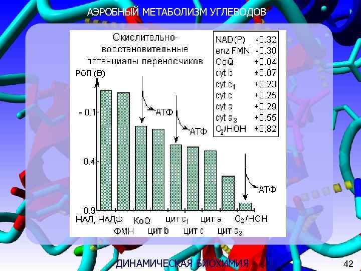 АЭРОБНЫЙ МЕТАБОЛИЗМ УГЛЕВОДОВ   РИСУНОК   ДИНАМИЧЕСКАЯ БИОХИМИЯ  423 