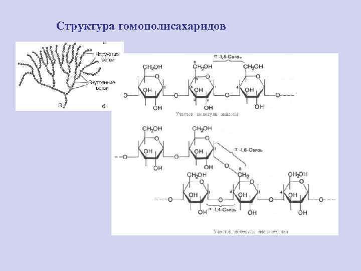 Структура гомополисахаридов 