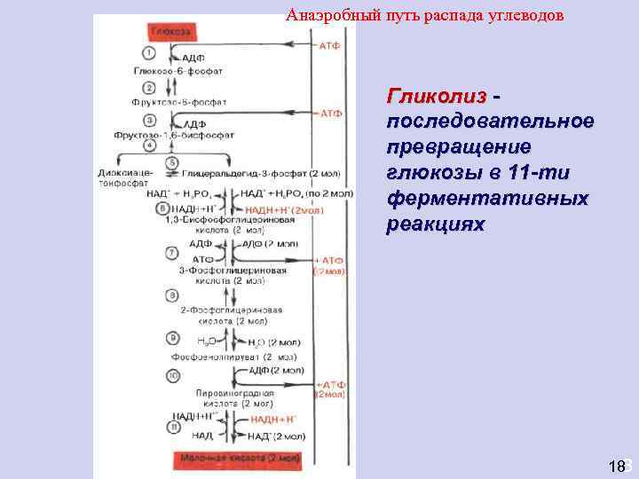Анаэробный путь распада углеводов    Гликолиз -  последовательное  превращение 