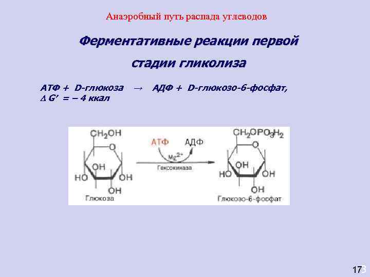   Анаэробный путь распада углеводов  Ферментативные реакции первой    стадии