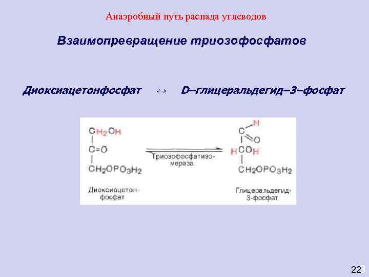   Анаэробный путь распада углеводов  Взаимопревращение триозофосфатов  Диоксиацетонфосфат  ↔ 