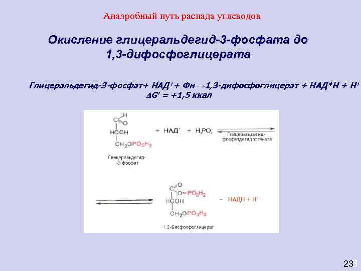     Анаэробный путь распада углеводов Окисление глицеральдегид-3 -фосфата до  1,