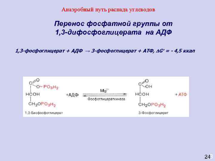     Анаэробный путь распада углеводов    Перенос фосфатной группы