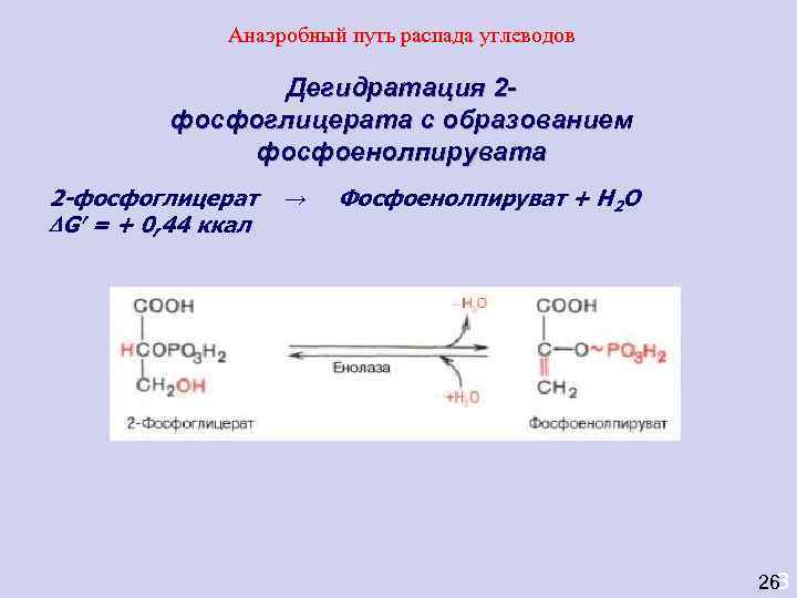 Пути распада. Фосфоенолпируват из 2фосфоглицерата. Дегидратация 2-фосфоглицерата. 2 Фосфоглицерата в фосфоенолпируват. Реакции термической деградации углеводов.