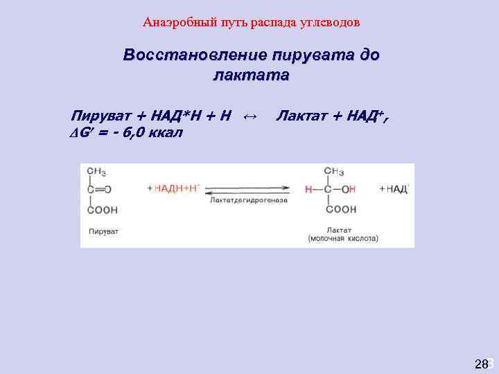   Анаэробный путь распада углеводов  Восстановление пирувата до    лактата