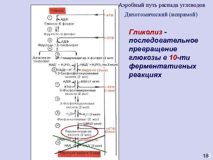 Аэробный путь распада углеводов  Дихотомический (непрямой) Гликолиз -  последовательное  превращение 