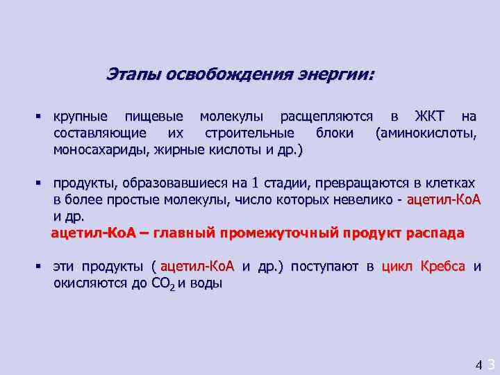    Этапы освобождения энергии:  § крупные пищевые молекулы расщепляются в ЖКТ