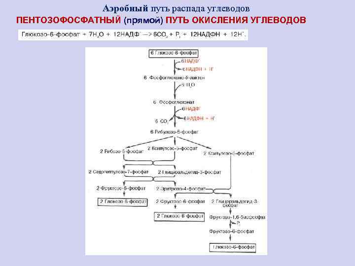    Аэробный путь распада углеводов ПЕНТОЗОФОСФАТНЫЙ (прямой) ПУТЬ ОКИСЛЕНИЯ УГЛЕВОДОВ 