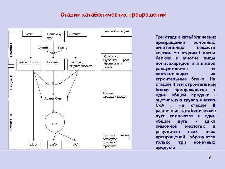 Стадии катаболических превращений      Три стадии катаболических   