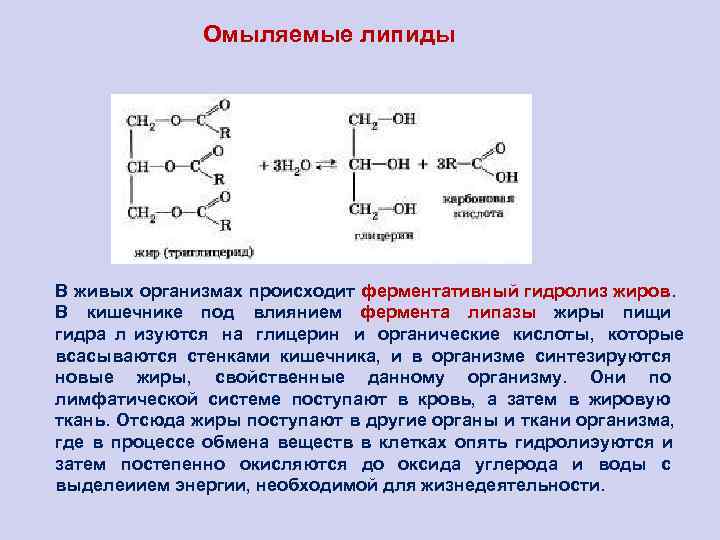     Омыляемые липиды В живых организмах происходит ферментативный гидролиз жиров. 