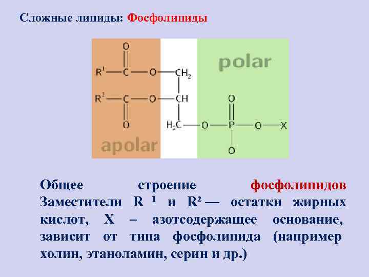 Сложные липиды: Фосфолипиды  Общее   строение   фосфолипидов  Заместители R