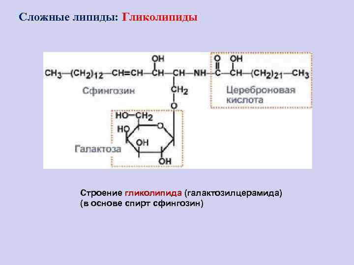 Сложные липиды: Гликолипиды   Строение гликолипида (галактозилцерамида)   (в основе спирт сфингозин)