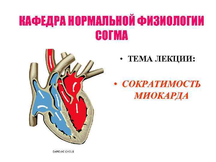 КАФЕДРА НОРМАЛЬНОЙ ФИЗИОЛОГИИ СОГМА • ТЕМА ЛЕКЦИИ: • КАФЕДРА НОРМАЛЬНОЙ ФИЗИОЛОГИИ СОГМА • ТЕМА ЛЕКЦИИ: •