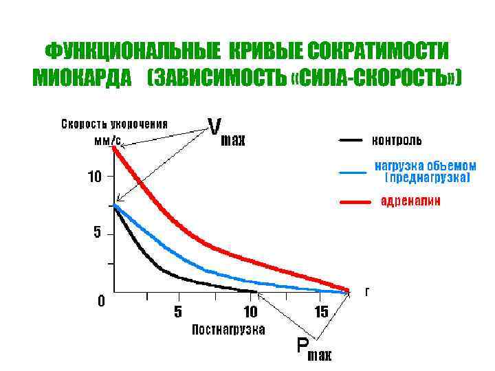 ФУНКЦИОНАЛЬНЫЕ КРИВЫЕ СОКРАТИМОСТИ МИОКАРДА (ЗАВИСИМОСТЬ «СИЛА-СКОРОСТЬ» ) ФУНКЦИОНАЛЬНЫЕ КРИВЫЕ СОКРАТИМОСТИ МИОКАРДА (ЗАВИСИМОСТЬ «СИЛА-СКОРОСТЬ» )