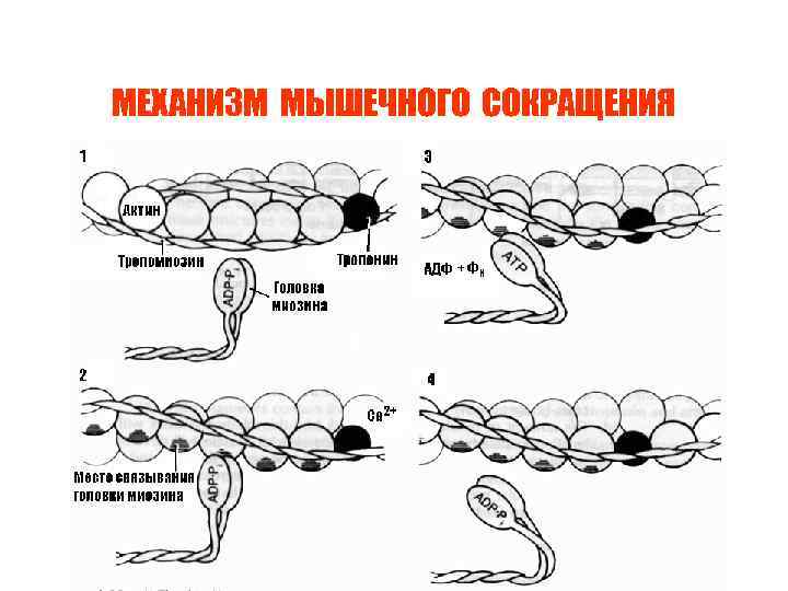 МЕХАНИЗМ МЫШЕЧНОГО СОКРАЩЕНИЯ МЕХАНИЗМ МЫШЕЧНОГО СОКРАЩЕНИЯ