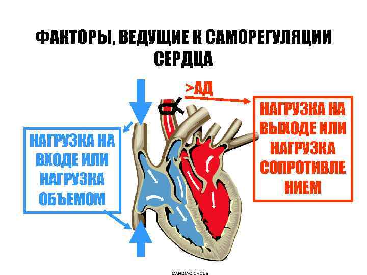 ФАКТОРЫ, ВЕДУЩИЕ К САМОРЕГУЛЯЦИИ СЕРДЦА >АД ФАКТОРЫ, ВЕДУЩИЕ К САМОРЕГУЛЯЦИИ СЕРДЦА >АД