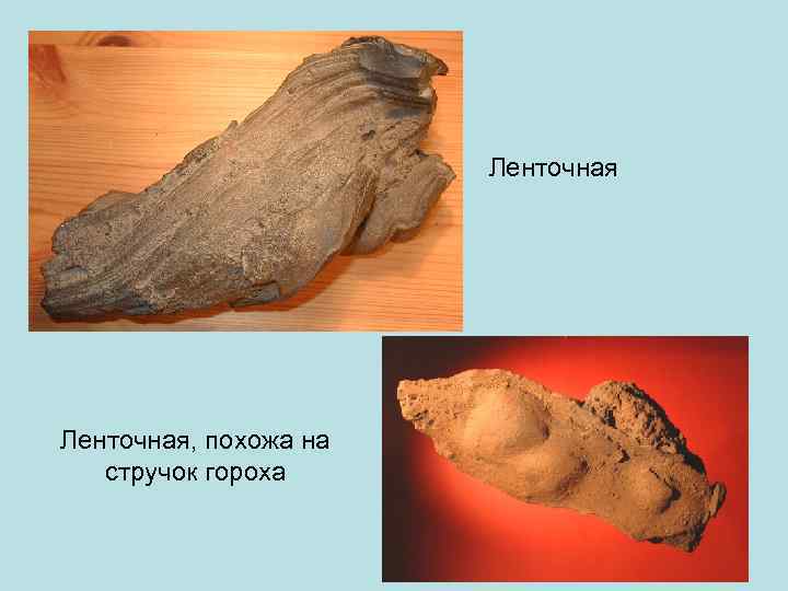     Ленточная, похожа на  стручок гороха 