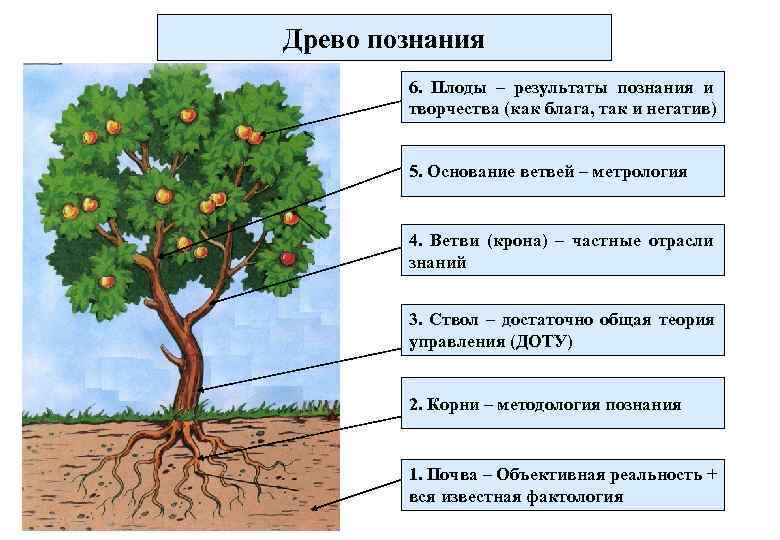 Древо познания   6. Плоды – результаты познания и   творчества (как