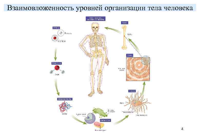 Взаимовложенность уровней организации тела человека     4 