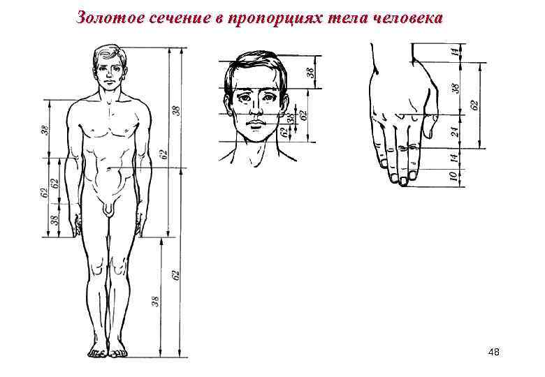 Золотое сечение пропорции человека