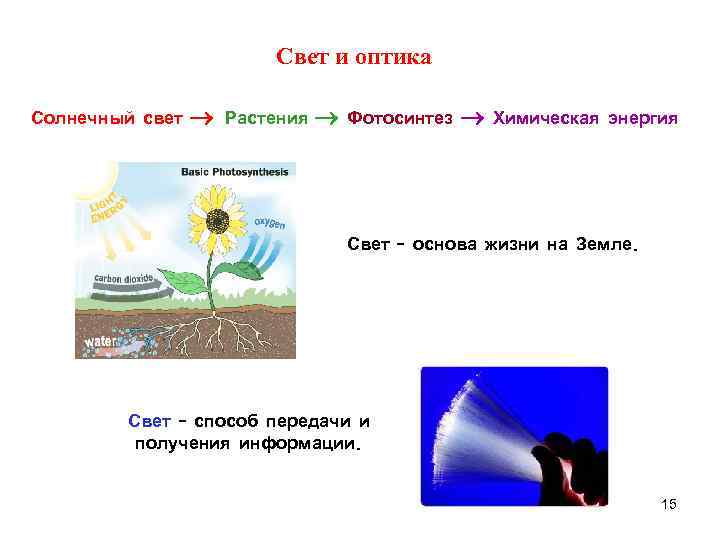Свет и оптика Солнечный свет Растения Фотосинтез Свет и оптика Солнечный свет Растения Фотосинтез