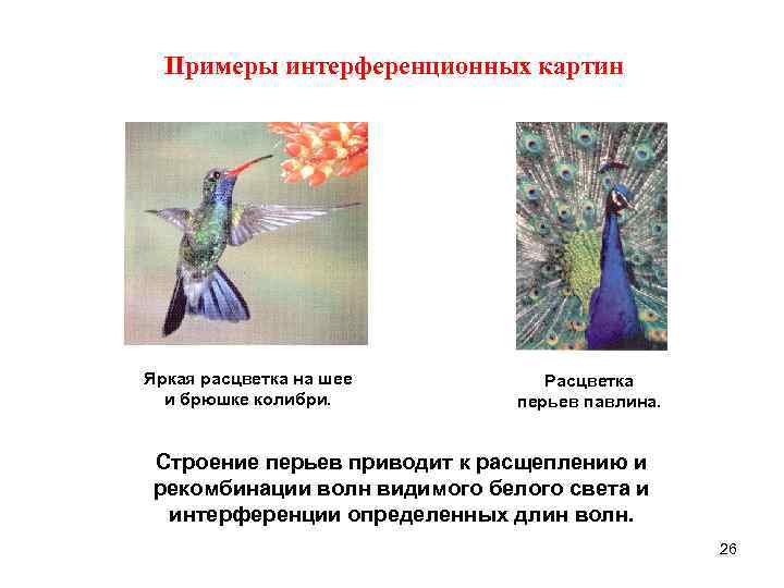 Примеры интерференционных картин Яркая расцветка на шее Расцветка и брюшке колибри. Примеры интерференционных картин Яркая расцветка на шее Расцветка и брюшке колибри.