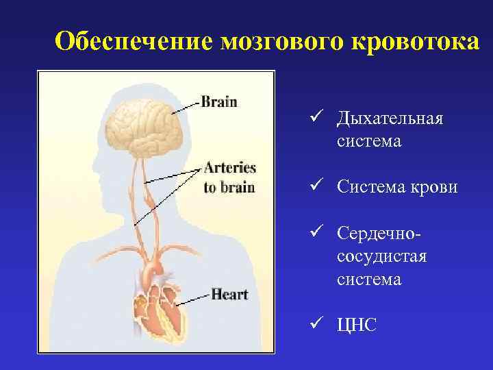 Обеспечение мозгового кровотока    ü Дыхательная     система 