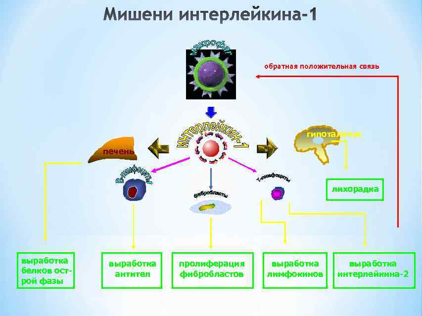        обратная положительная связь    