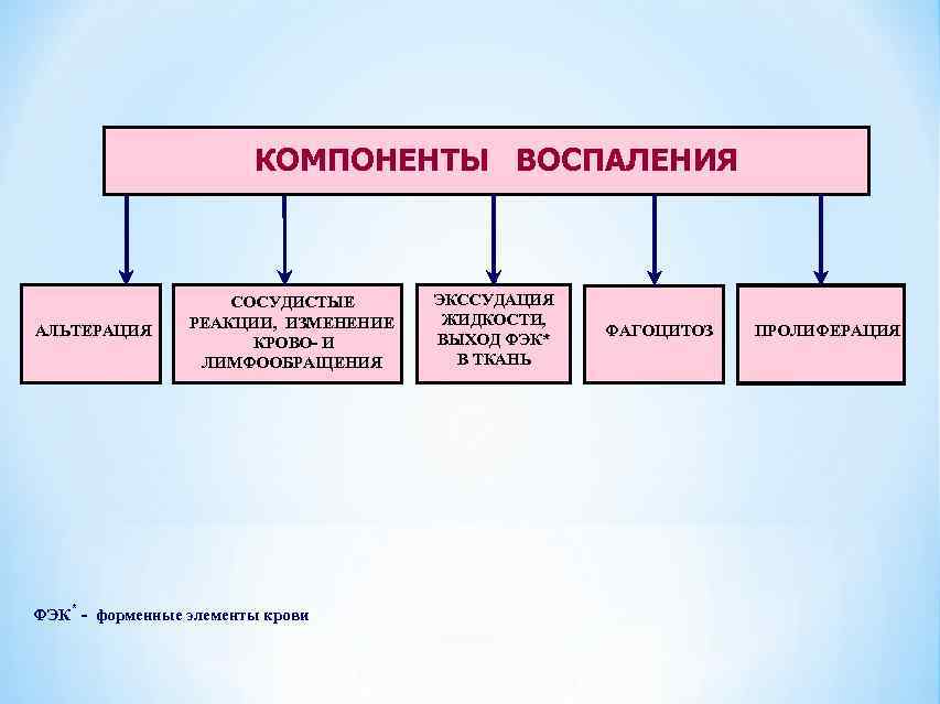      КОМПОНЕНТЫ ВОСПАЛЕНИЯ     СОСУДИСТЫЕ  ЭКССУДАЦИЯ